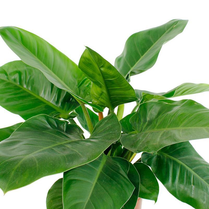 Philodendron verzorging Philodendron verzorging