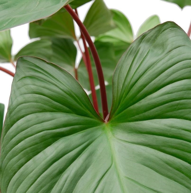 Homalomena verzorging Homalomena verzorging