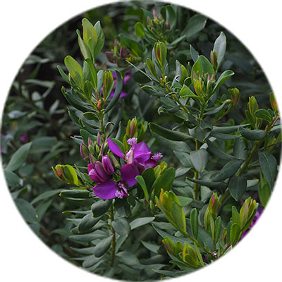 Polygala verzorging