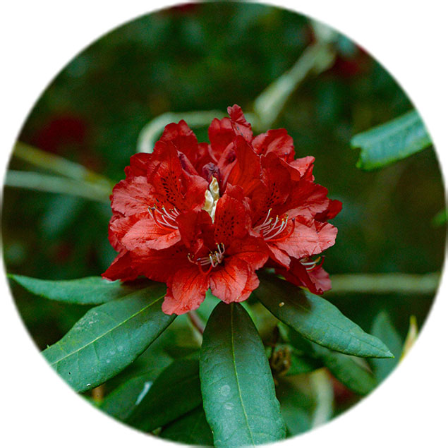 Rhododendron verzorging