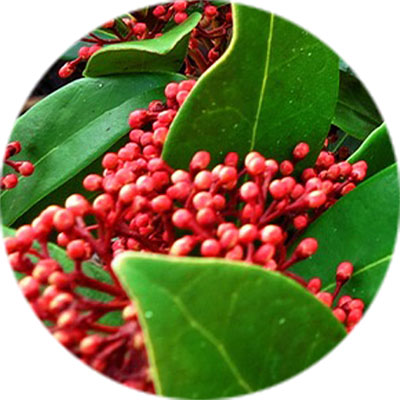 Skimmia verzorging