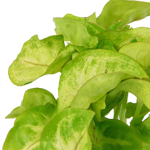 Syngonium verzorging Syngonium verzorging