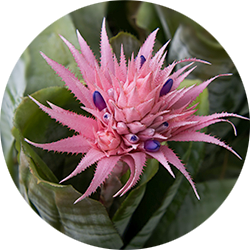 Aechmea verzorging