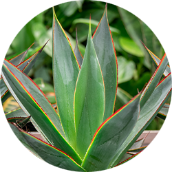 Agave verzorging