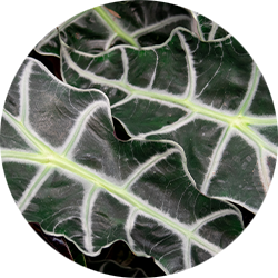 Alocasia verzorging