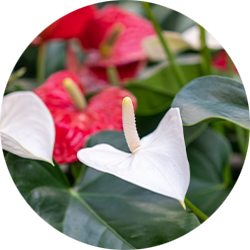 Anthurium verzorging