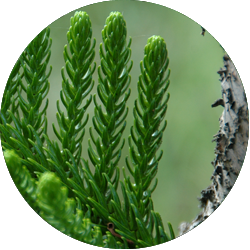 Araucaria verzorging