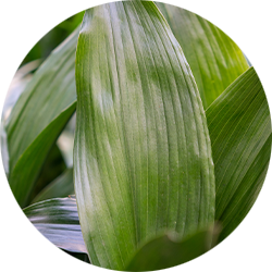 Aspidistra verzorging