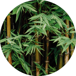 Bamboe verzorging