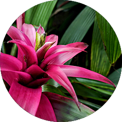 Bromelia verzorging