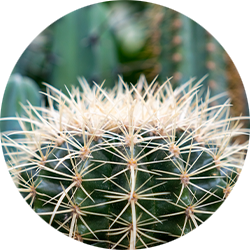 Cactus verzorging