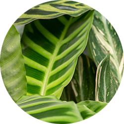 Calathea verzorging