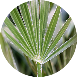 Chamaerops Humilis verzorging