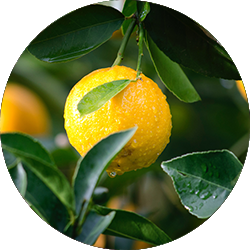 Citrus verzorging