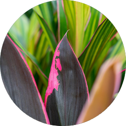 Cordyline verzorging