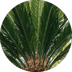 Cycas verzorging