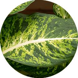 Dieffenbachia verzorging