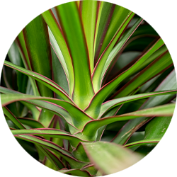 Dracaena verzorging