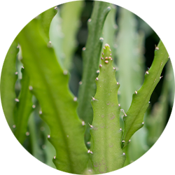 Epiphyllum verzorging