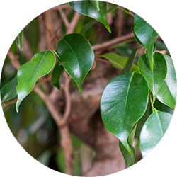 Ficus verzorging