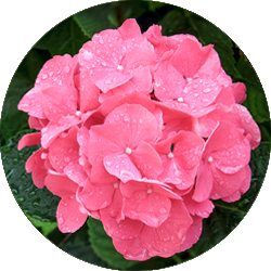 Hortensia verzorging Hortensia verzorging