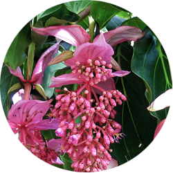 Medinilla verzorging