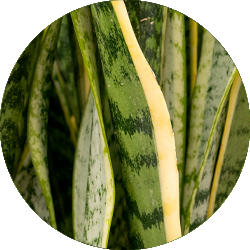 Sansevieria verzorging