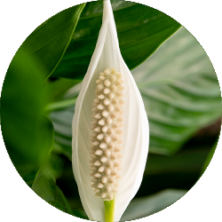 Spathiphyllum verzorging