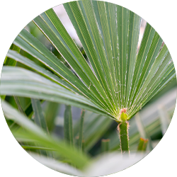 Trachycarpus verzorging