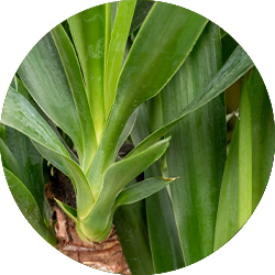 Yucca verzorging