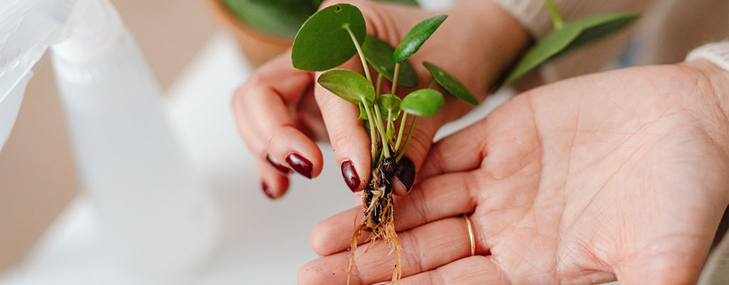 Planten stekken