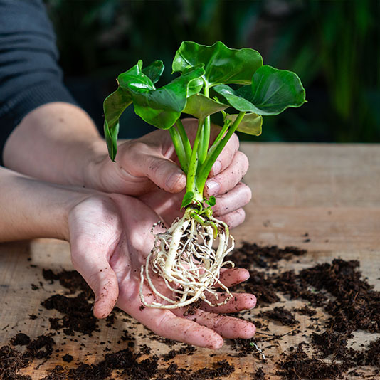 Planten stekken