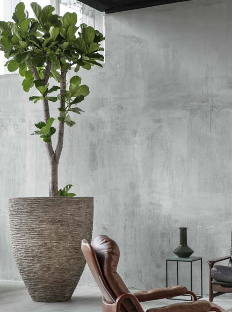 mooie Ficus lyrata mooie Ficus lyrata