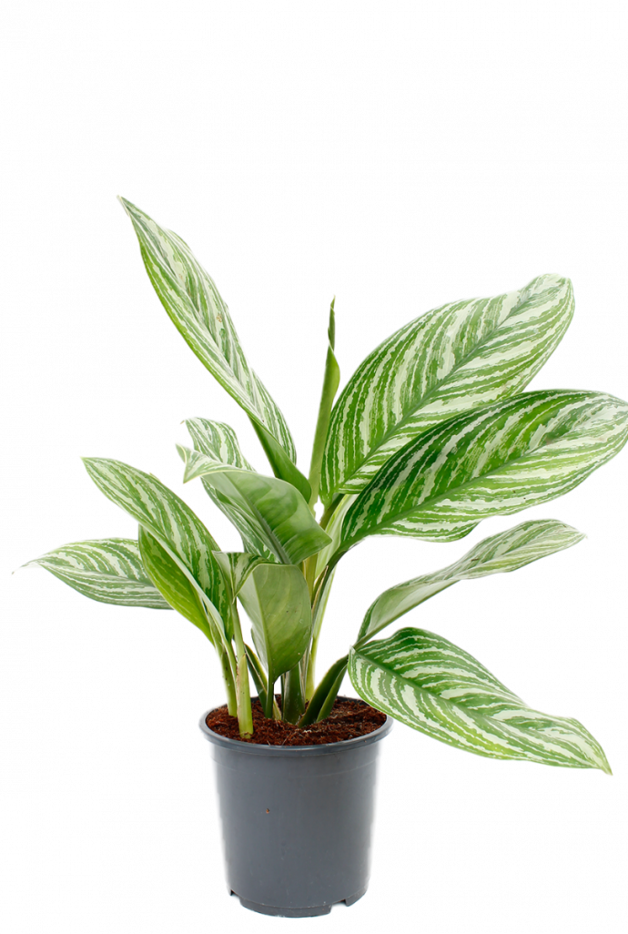 Aglaonema stripes kamerplant van 60 cm kopen? - 123planten.nl