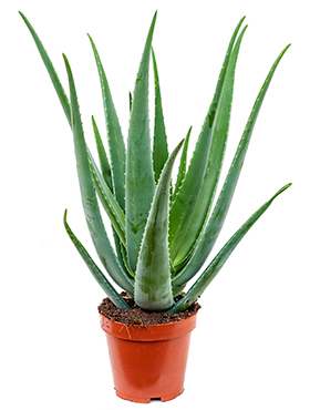 Aloe Vera Verzorging Tips Informatie 123planten Nl