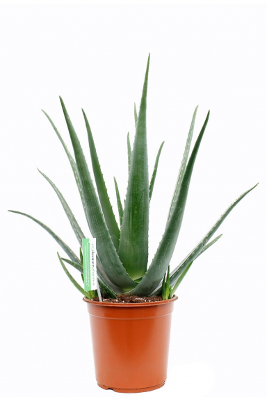 Aloe Vera Verzorging Tips Informatie 123planten Nl