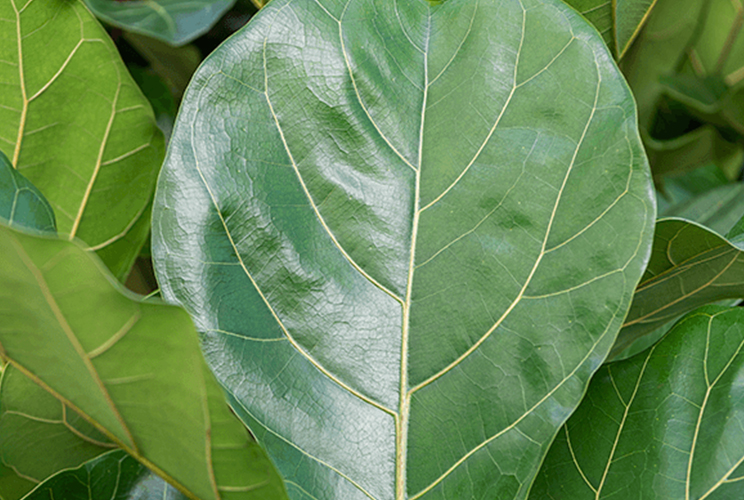 Ficus lyrata bladeren Ficus lyrata bladeren