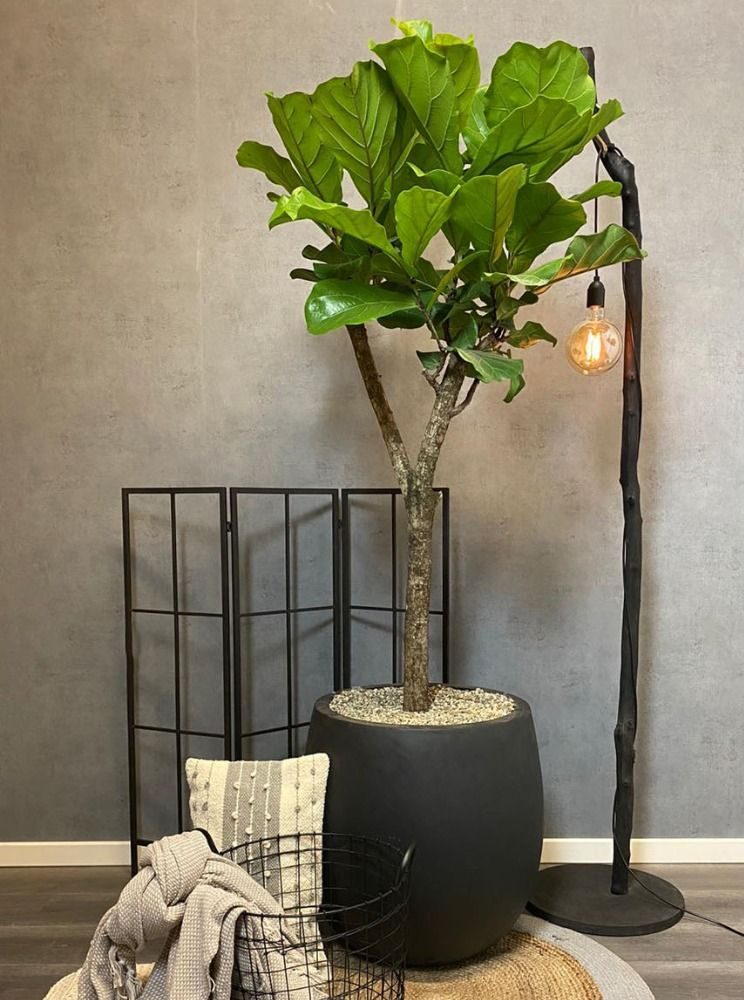 vioobladplant vioobladplant