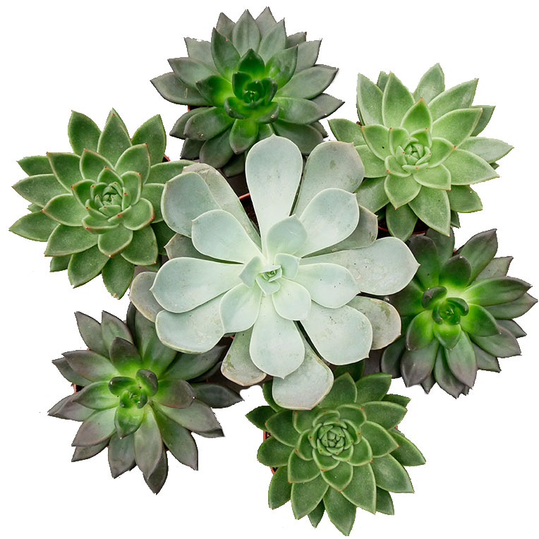 Echeveria water geven