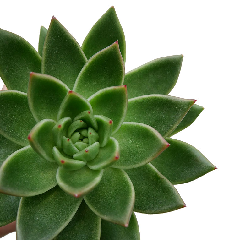 Echeveria verzorging tips Echeveria verzorging tips