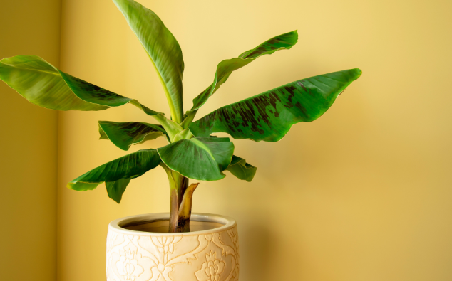 kamerplanten voor in de zon