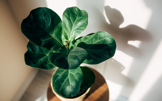 makkelijke kamerplanten