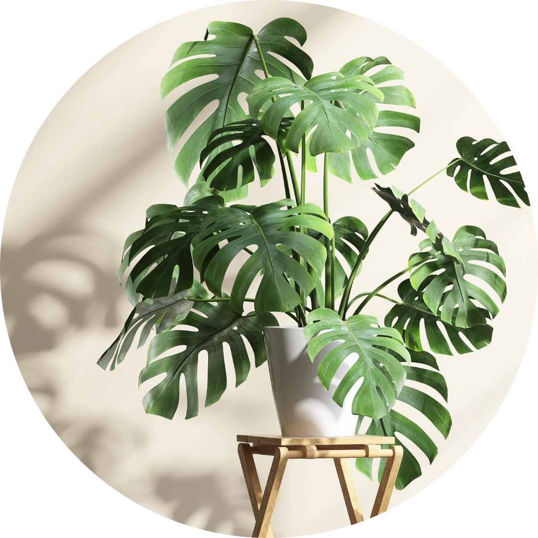 kamerplanten online