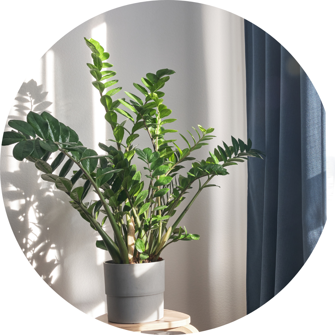 Kamerplanten bestellen 