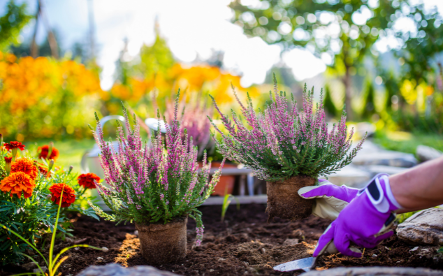 tuinplanten encyclopedie