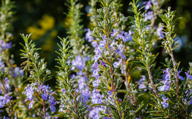 bloeiende tuinplanten