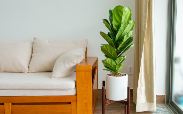 hydrocultuur volle zon