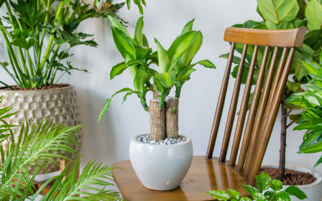 hydrocultuur schaduw