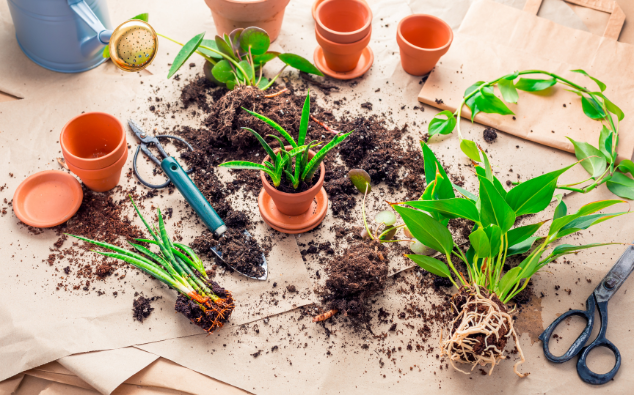 kamerplanten encyclopedie