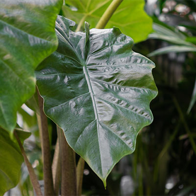 Alocasia hydrocultuur